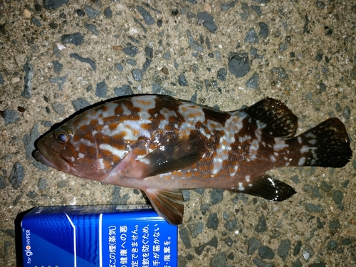 アコウの釣果