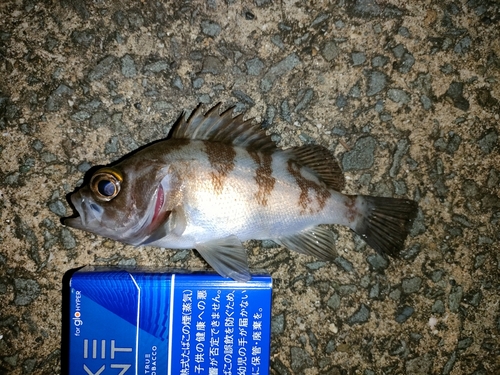 メバルの釣果