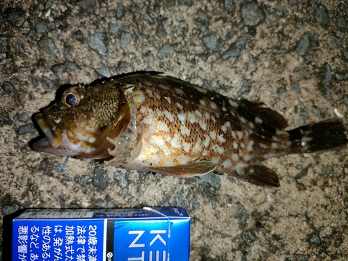 ガシラの釣果