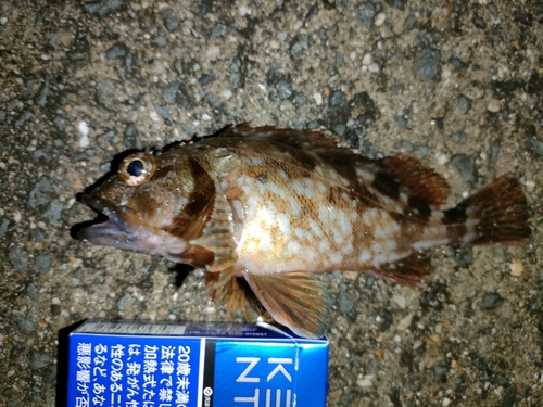 ガシラの釣果