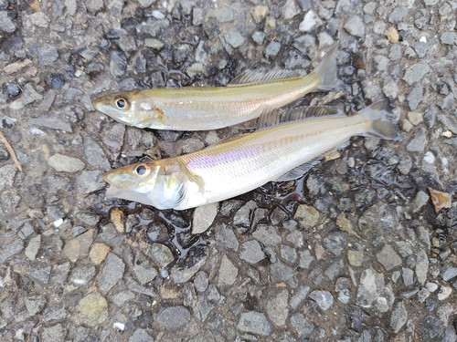 シロギスの釣果