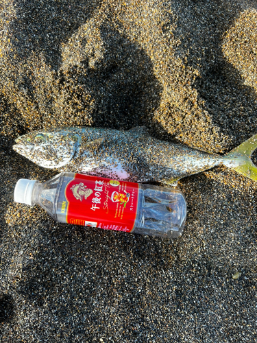 ワカシの釣果