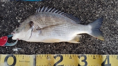 キビレの釣果