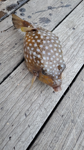 ハコフグの釣果