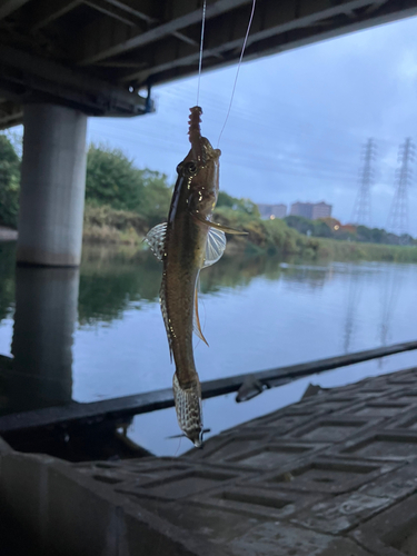 マハゼの釣果