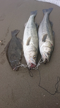 シーバスの釣果