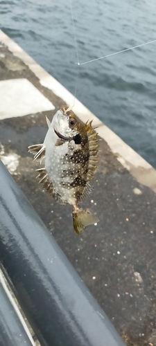 アイゴの釣果