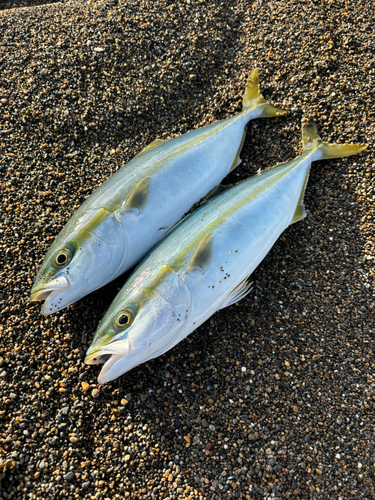 ワカシの釣果