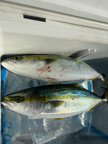 ハマチの釣果