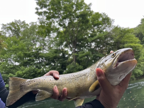 ブラウントラウトの釣果