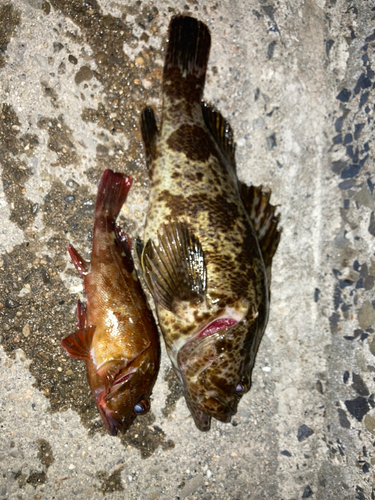 タケノコメバルの釣果