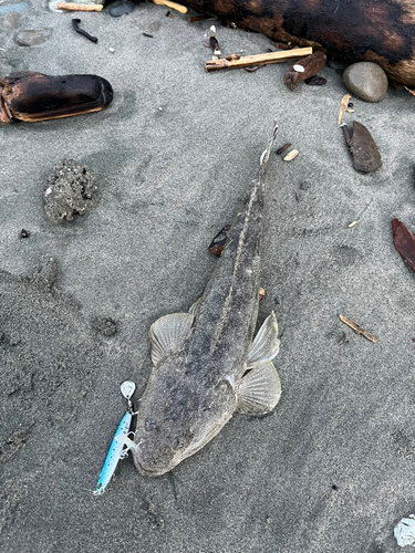 マゴチの釣果