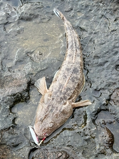 マゴチの釣果