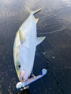 イナダの釣果