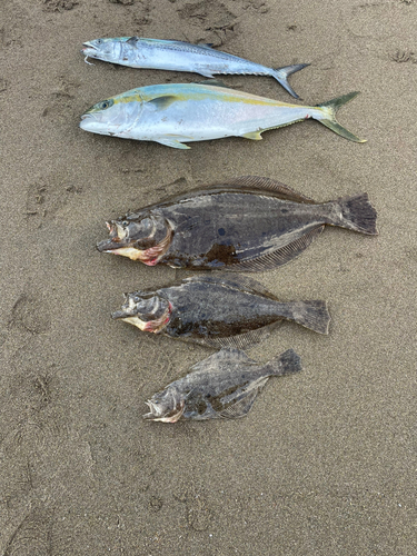 ヒラマサの釣果