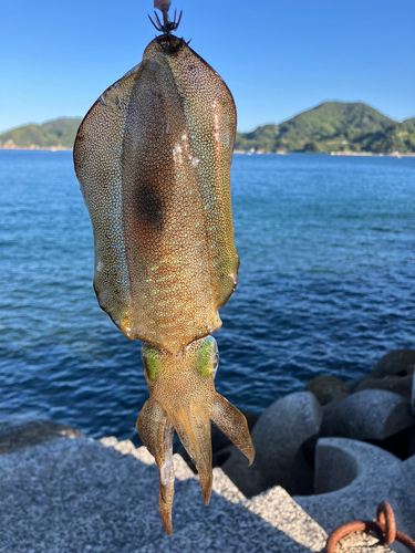 アオリイカの釣果