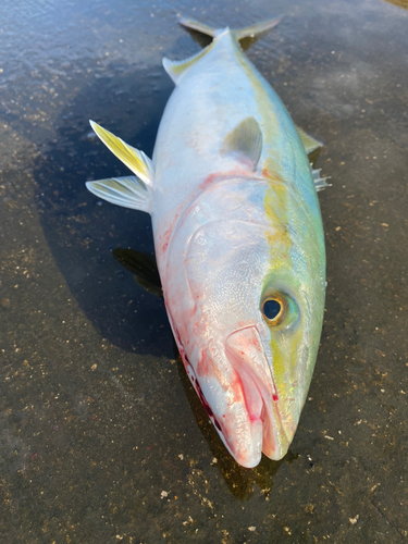 イナダの釣果