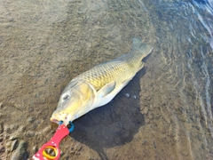 コイの釣果