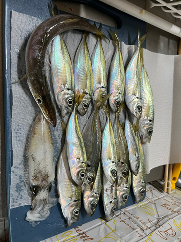 マアジの釣果