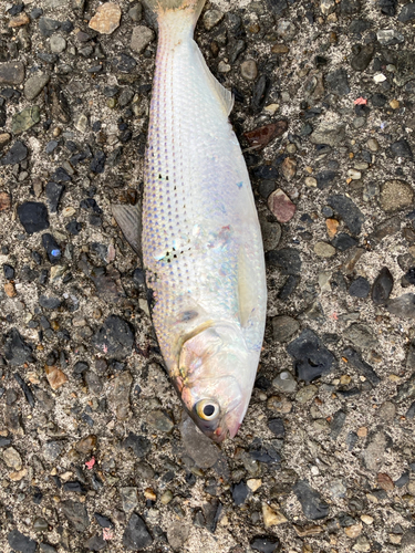 コノシロの釣果