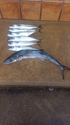 マサバの釣果