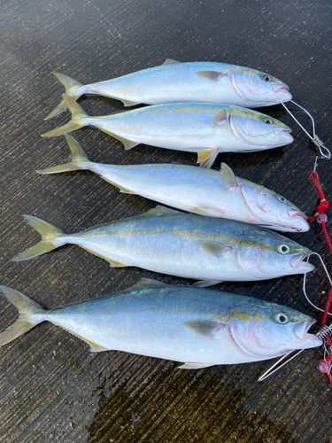 イナダの釣果