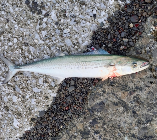 サゴシの釣果