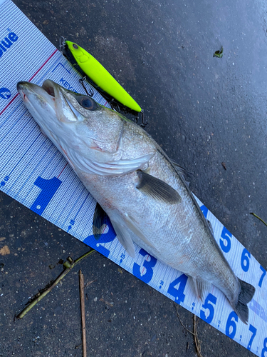 シーバスの釣果