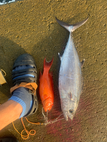 イソマグロの釣果