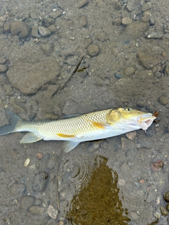 ニゴイの釣果