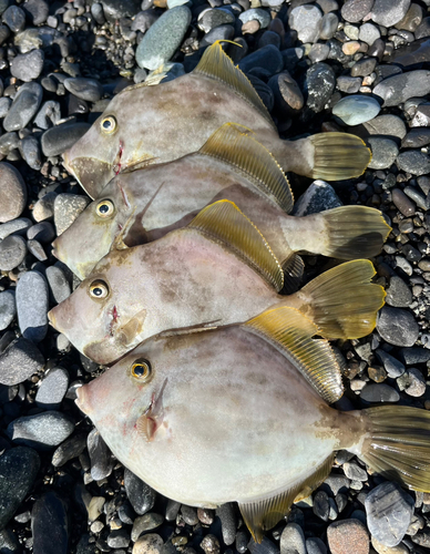 カワハギの釣果