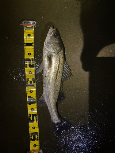 シーバスの釣果