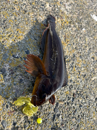 アブラコの釣果