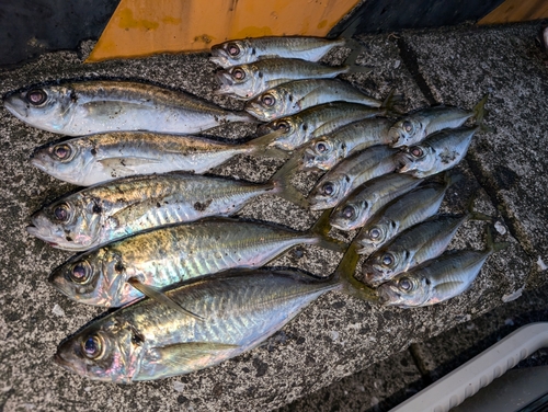 アジの釣果