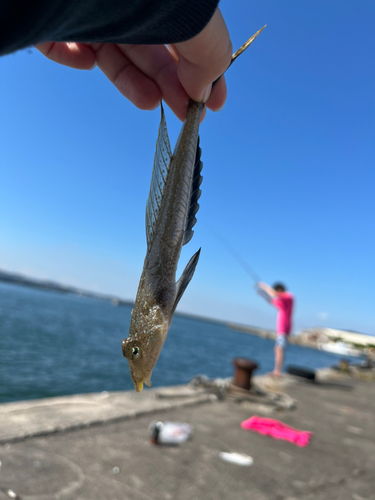 タイの釣果