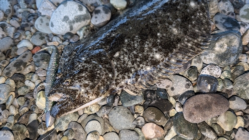 ヒラメの釣果