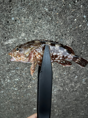 カサゴの釣果