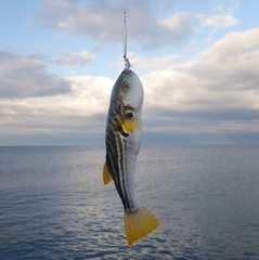 シマフグの釣果