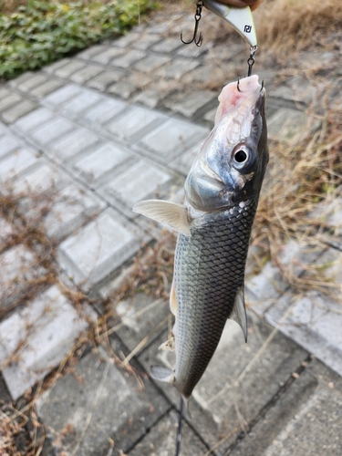 ニゴイの釣果