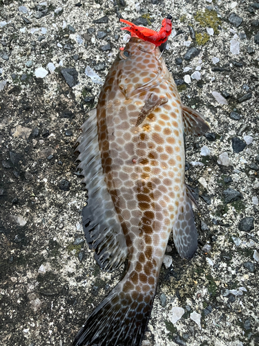 オオモンハタの釣果