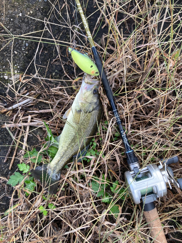 ラージマウスバスの釣果