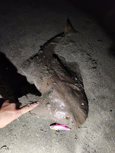 カスザメの釣果