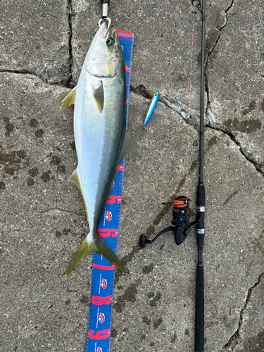 ブリの釣果