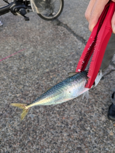 サバの釣果