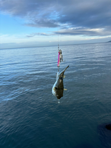 クサフグの釣果