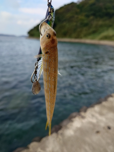 エソの釣果