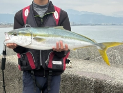 ブリの釣果