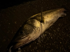 スズキの釣果