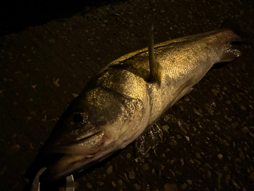 スズキの釣果