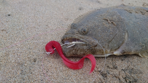 ヒラメの釣果